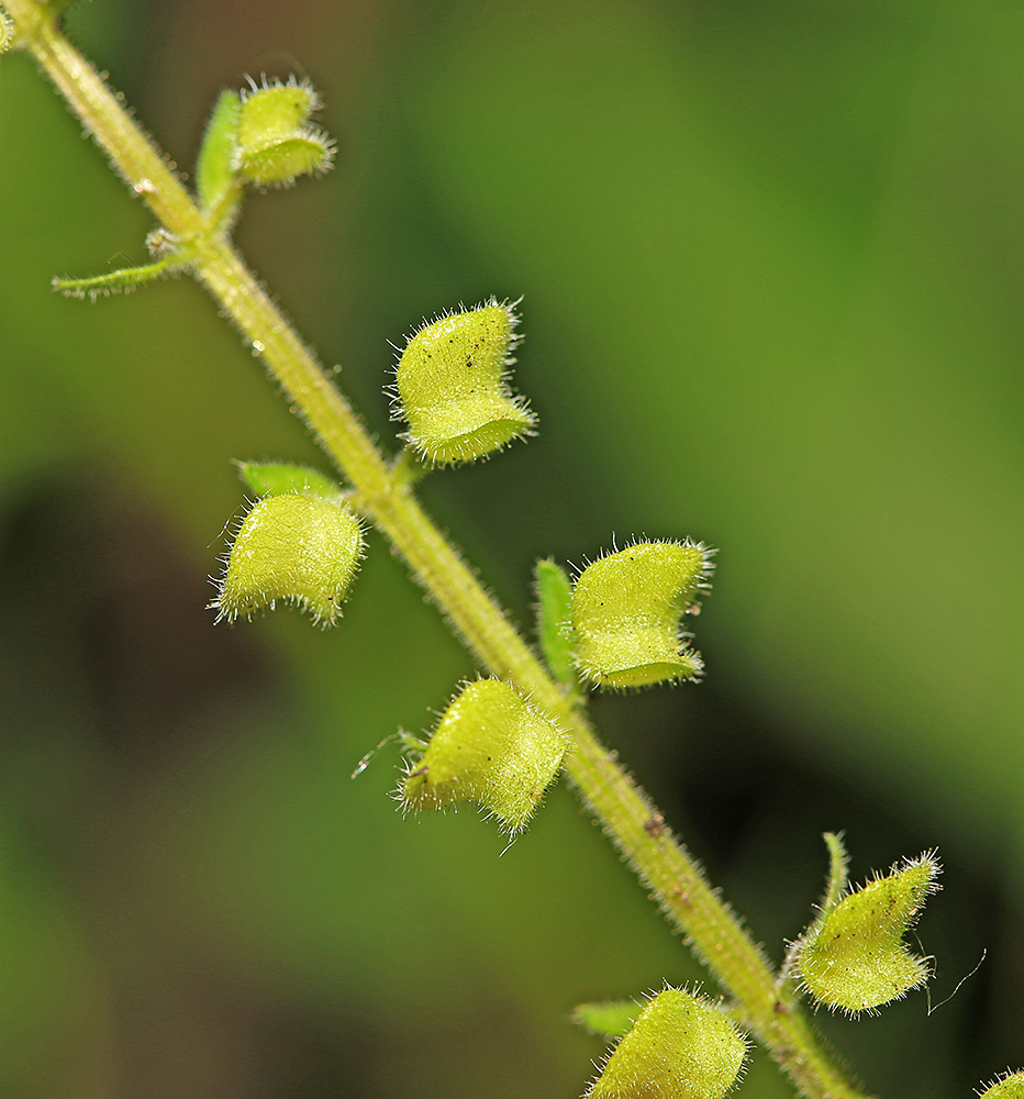 Изображение особи Scutellaria pekinensis.