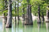 Taxodium distichum. Нижние части стволов. Краснодарский край, м/о Новороссийск, окр. с. Сукко, оз. Сукко. 10.06.2019.