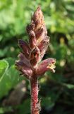 Orobanche owerinii