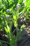 Myosotis arvensis