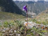 Campanula collina. Цветущее растение. Кабардино-Балкария, Черекский р-н, Кабардино-Балкарский высокогорный заповедник, Мижиргийское ущелье, субнивальная зона ледника Мижирги-Чиран, ≈ 2500 м н.у.м., альпийский луг. 17.08.2021.