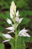 Cephalanthera caucasica. Соцветие. Дагестан, Табасаранский р-н, окр. с. Татиль, просвет в буковом лесу. 8 мая 2022 г.