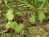 Hepatica nobilis