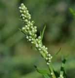 Artemisia vulgaris. Верхушка расцветающего растения. Тульская обл., Плавский р-н, окр. пос. Молочные Дворы, заброшенная дойка. 24.07.2022.