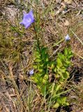 Platycodon grandiflorus. Цветущее и расцветающее растения. Приморье, окр. г. Находка, гора Памятник, скальный массив Замок, луговой склон у подножия скал. 29.07.2021.