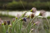 род Pulsatilla. Верхушки плодоносящих побегов. Челябинская обл., Кизильский р-н, окр. с. Богдановское, долина р. Урал, склон прибрежного скальника, степь. 8 мая 2023 г.