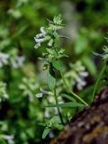 Stachys pubescens. Верхушка побега с соцветием. Грузия, Самцхе-Джавахети, г. Боржоми, каменистый участок склона. 11.06.2023.