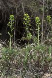 Euphorbia amygdaloides