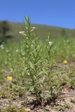 Gratiola officinalis. Цветущие растения. Крым, Салгирская долина, берег Аянского вдхр. 26.06.2020.