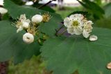 Crataegus sanguinea. Соцветие. Свердловская обл., Первоуральский городской округ, окрестности ж.-д. станции Хрустальная, в культуре. 12.06.2011.