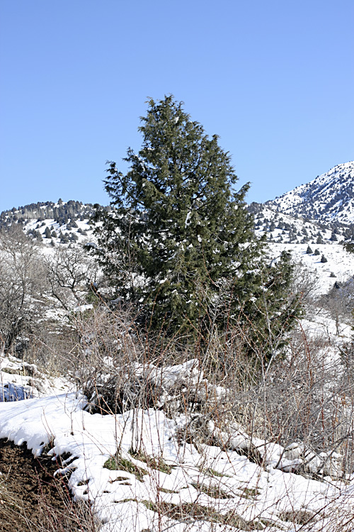 Image of Juniperus seravschanica specimen.