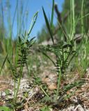 Cardamine parviflora