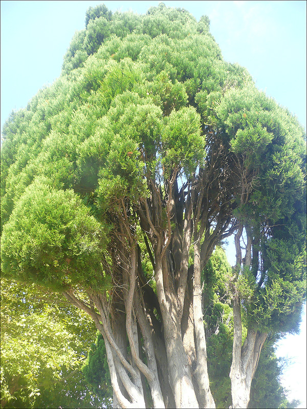 Изображение особи Cupressus sempervirens.