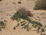 Nitraria retusa. Молодое растение под песчаным надувом. Израиль, долина Арава, солончак Эйн-Эврона. 26.05.2011.