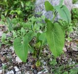 Aristolochia iberica