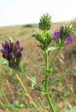 Medicago sativa. Верхушка цветущего растения. Крым, Симферопольский р-н, степь в окр. с. Доброе. 25 июня 2012 г.