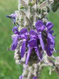 Salvia nutans