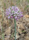 Allium quercetorum. Соцветие. Крым, Карадагский заповедник, Береговой хребет, шибляк. 6 мая 2013 г.