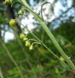 Artemisia tanacetifolia. Часть общего соцветия. Архангельская обл., Холмогорский р-н, окр. пос. Усть-Пинега, крутой берег р. Пинега. 20.07.2013.