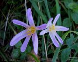 Colchicum autumnale. Цветущие растения (вид сверху). Украина, Ивано-Франковская обл., Косовский р-н, с. Шешоры, НПП \"Гуцульщина\", окраина сада возле лесничества. 6 сентября 2013 г.