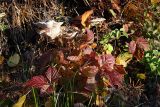 Rubus saxatilis