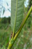 Salix acutifolia. Нижняя часть листа с сидящим на черешке клопом (вид снизу). Листья данного куста имеют редкое опушение с обеих сторон. Архангельская обл., Вельский р-н, окр. г. Вельск, рудеральное место в лесу. 06.08.2013.