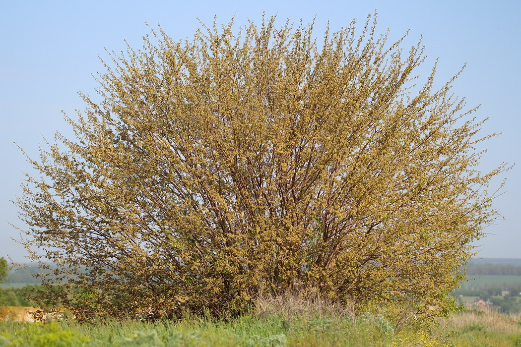 Изображение особи Morus alba.