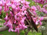 Cercis siliquastrum