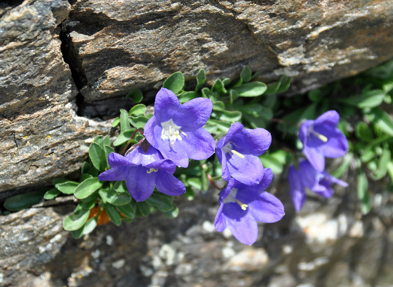 Изображение особи Campanula saxifraga.