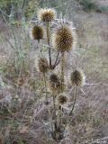 Dipsacus laciniatus