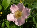 Rosa canina