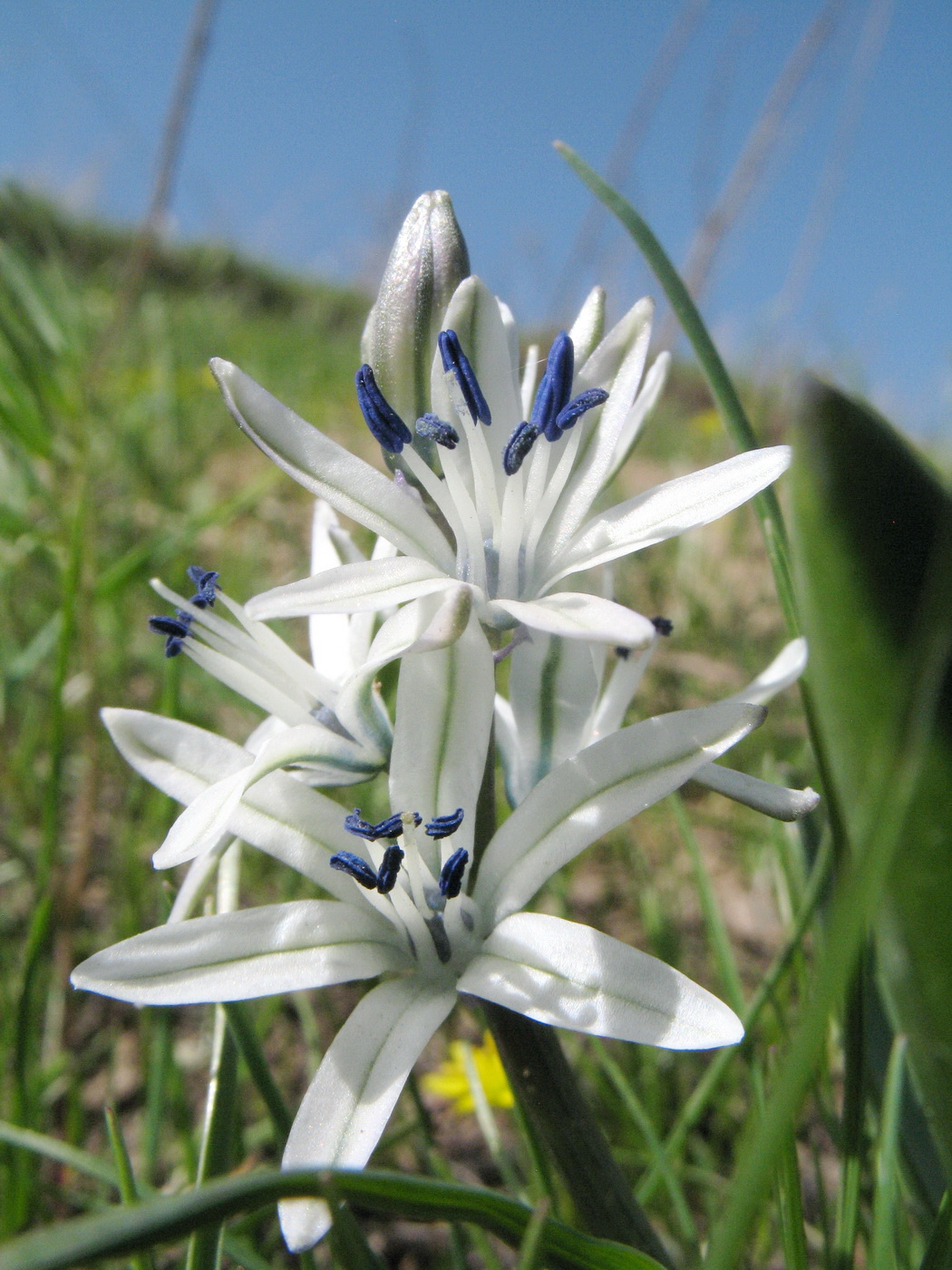 Изображение особи Scilla puschkinioides.