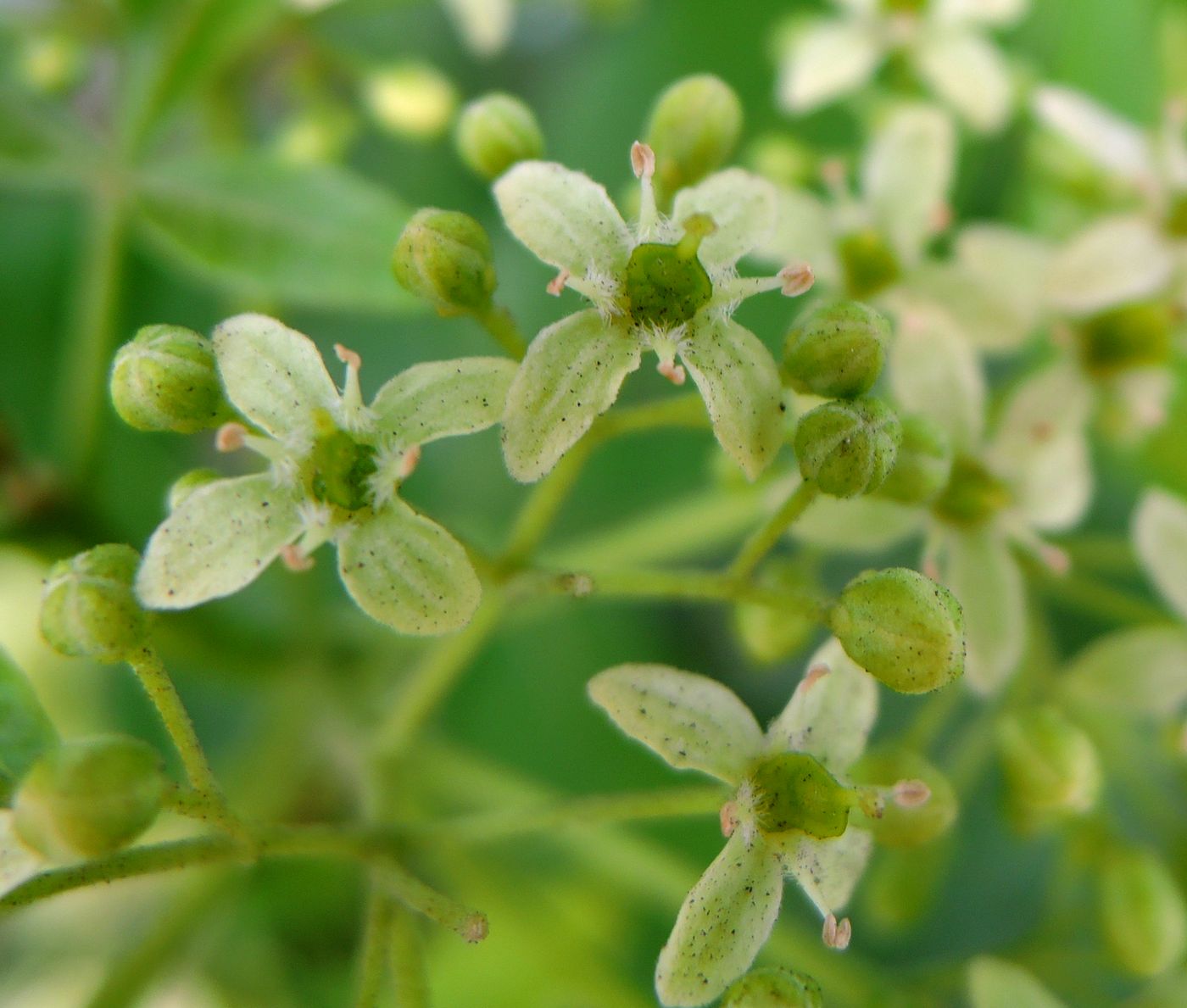 Изображение особи Ptelea trifoliata.