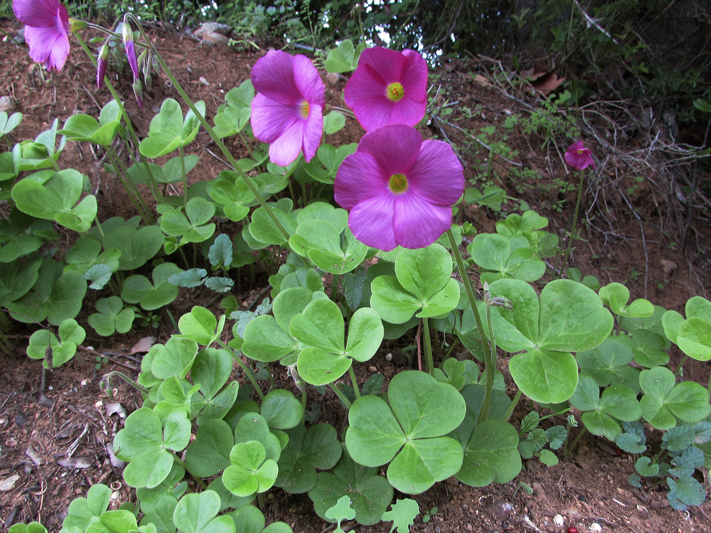 Изображение особи Oxalis bowiei.