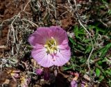 Oenothera rosea