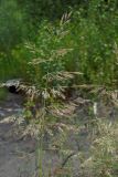 Calamagrostis pseudophragmites