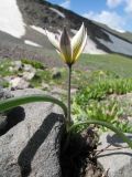 Tulipa dasystemonoides. Цветущее растение. Южный Казахстан, Таласский Алатау, запов. Аксу-Жабаглы, урочище Каскабулак, ≈ 3200 м н.у.м., моренные отложения. 16 июля 2017 г.