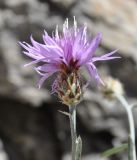 Centaurea affinis