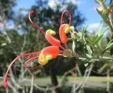 Grevillea tripartita