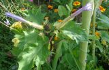 Datura stramonium var. tatula