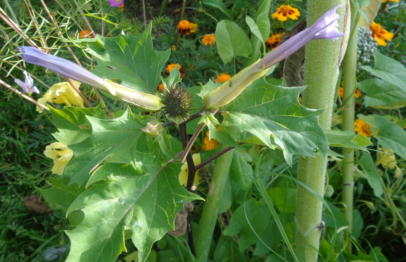 Изображение особи Datura stramonium var. tatula.