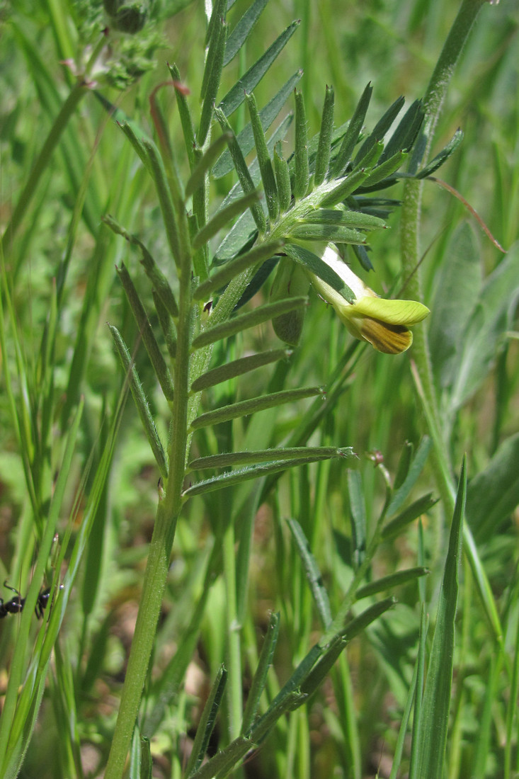 Изображение особи Vicia anatolica.