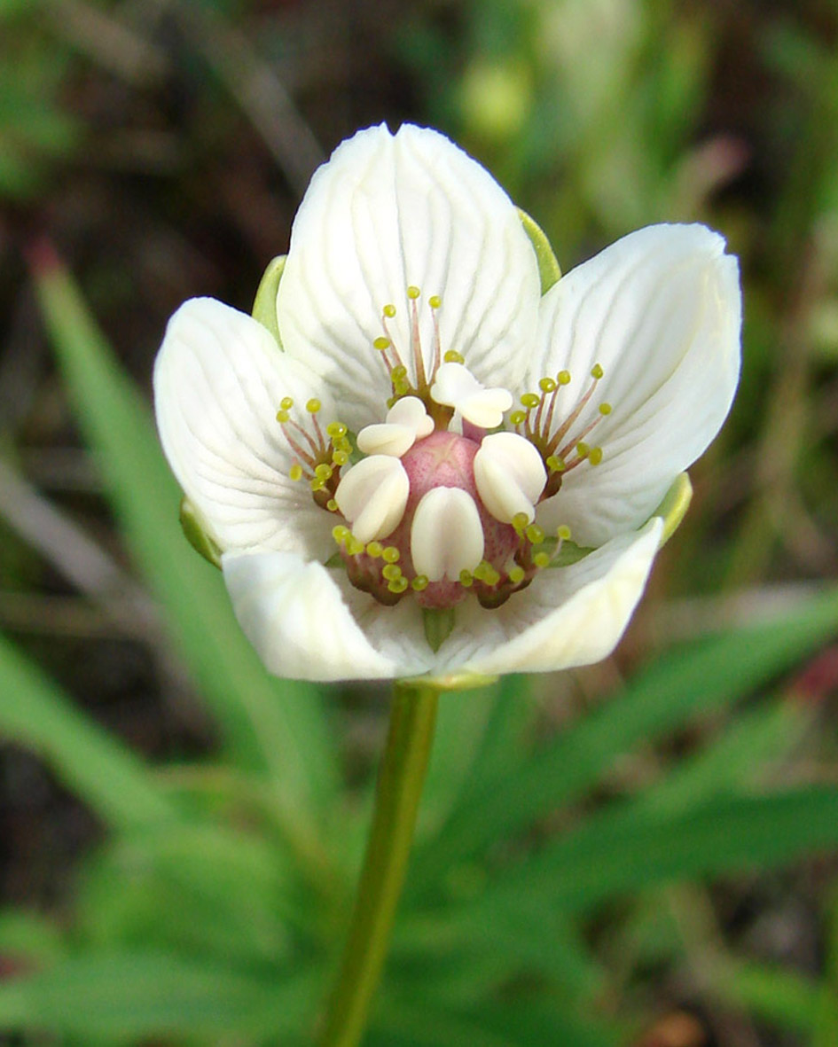 Изображение особи Parnassia palustris.