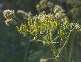 Anthriscus sylvestris. Соплодие. Пермский край, Верещагинский р-н, окр. дер. Усть-Сепыч, долина р. Лысьва, луг. 7 июля 2018 г.