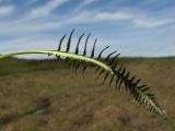 Pedicularis interioroides. Прикорневой лист. Магаданская обл., окр. г. Магадан, п-ов Старицкого, кустарничково-осоково-моховая тундра. 23.06.2012.