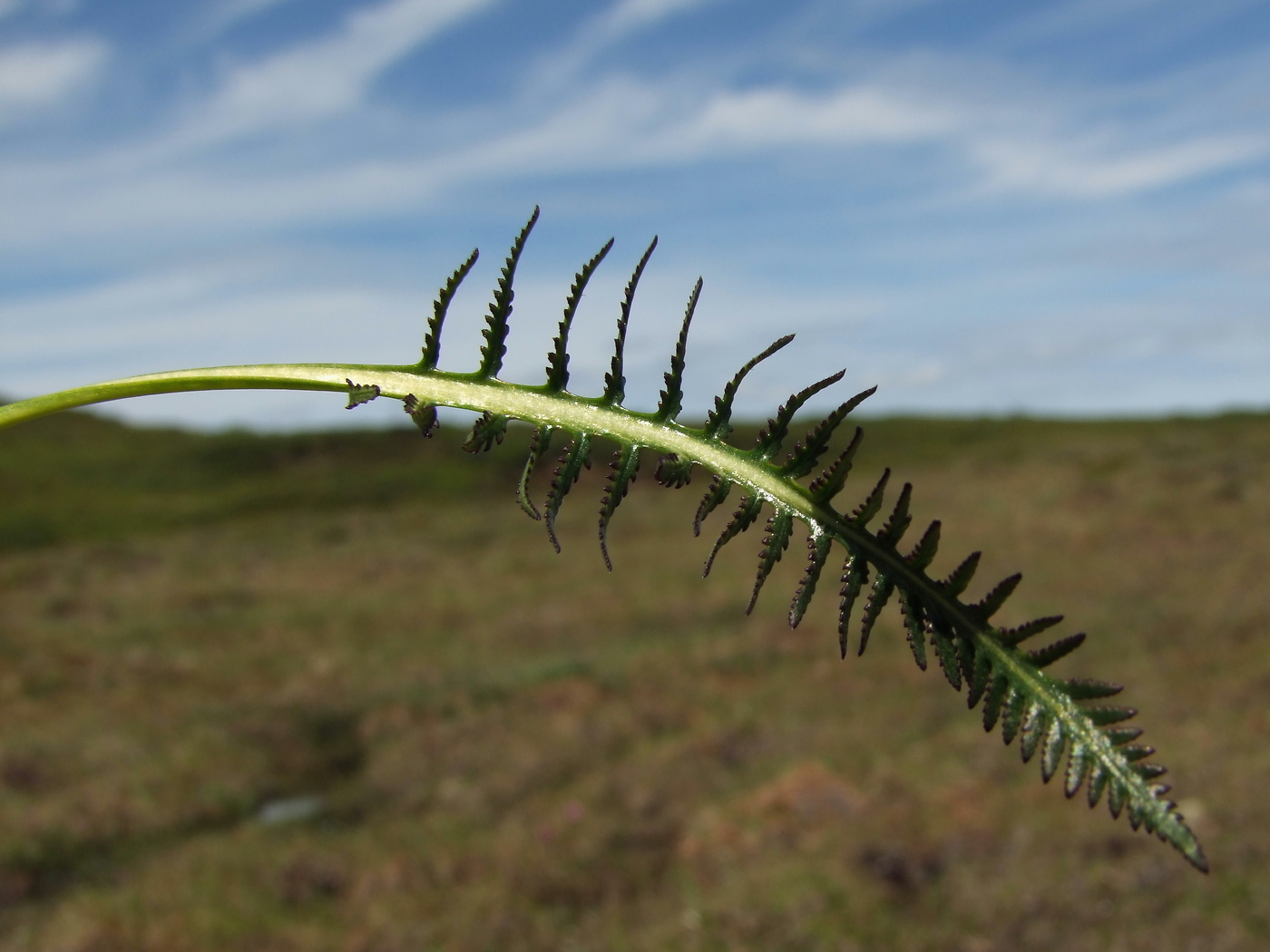 Image of Pedicularis interioroides specimen.