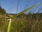 Schoenoplectiella mucronata. Верхушка побега с соцветием. Краснодарский край, Абинский р-н, окр. станицы Эриванская, подтопляемое место на берегу р. Абин. 09.08.2015.