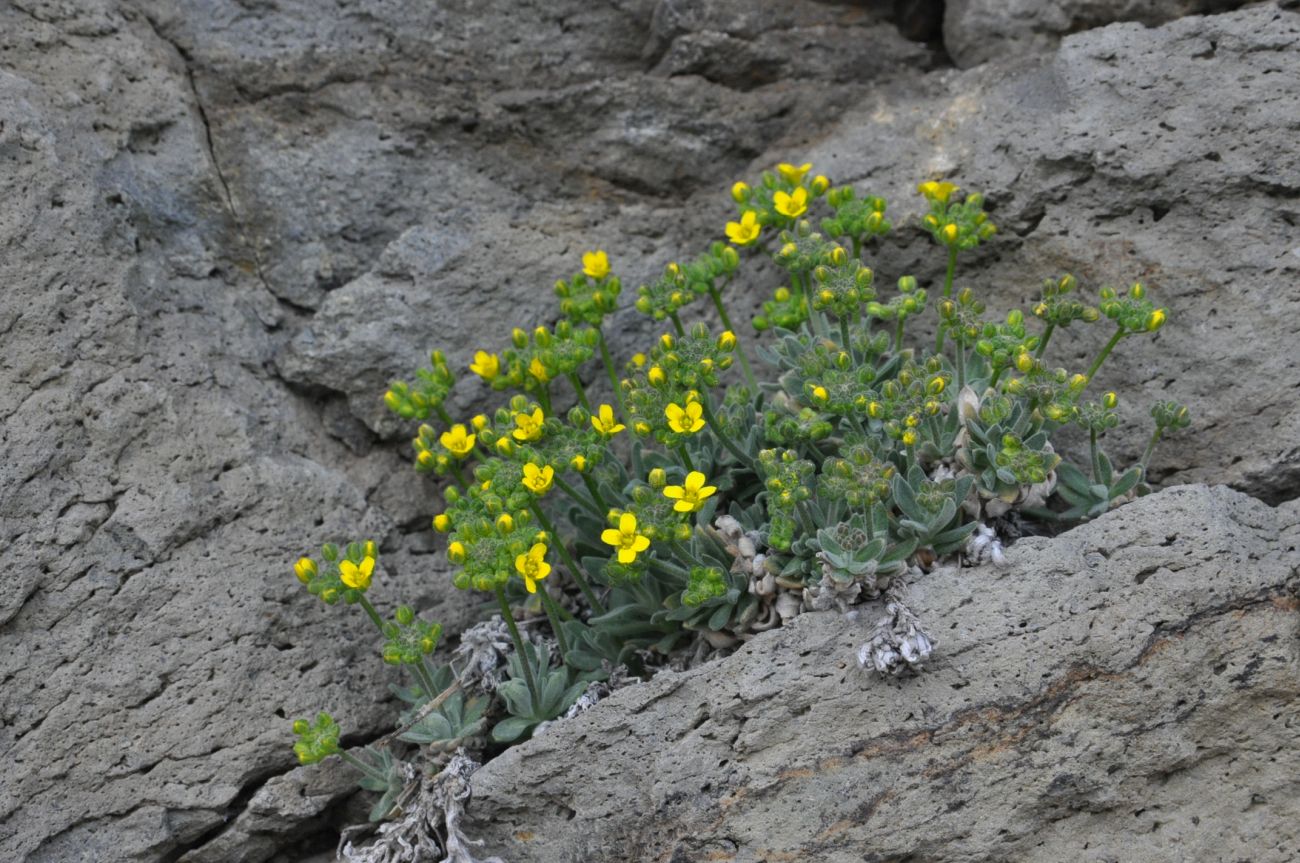 Изображение особи Draba rosularis.