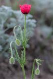 Papaver hybridum. Верхушка цветущего растения. Крым, Керченский п-ов, Караларская степь. 30.04.2019.