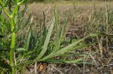 Falcaria vulgaris. Средняя часть побега с листьями (вид на абаксиальную сторону). Челябинская обл., Кизильский р-н, окр. с. Богдановское, долина р. Урал, каменистая степь. 14 июня 2019 г.